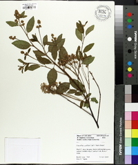 Ceanothus x pallidus image