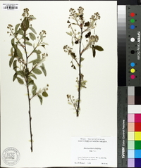 Amelanchier alnifolia image