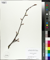 Amelanchier canadensis image