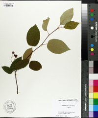 Amelanchier canadensis image