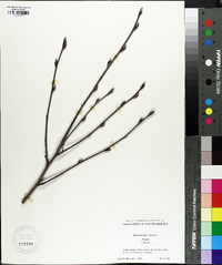 Amelanchier laevis image