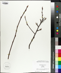 Amelanchier laevis image