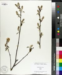 Amelanchier laevis image