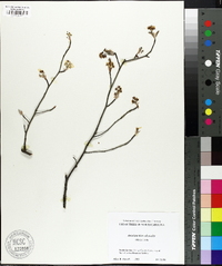 Amelanchier obovalis image