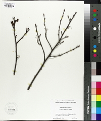 Amelanchier pumila image