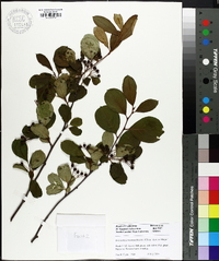 Aronia melanocarpa image