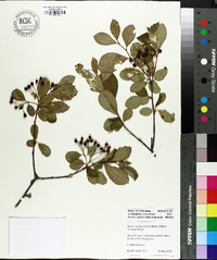 Aronia melanocarpa image