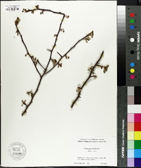 Crataegus aestivalis image