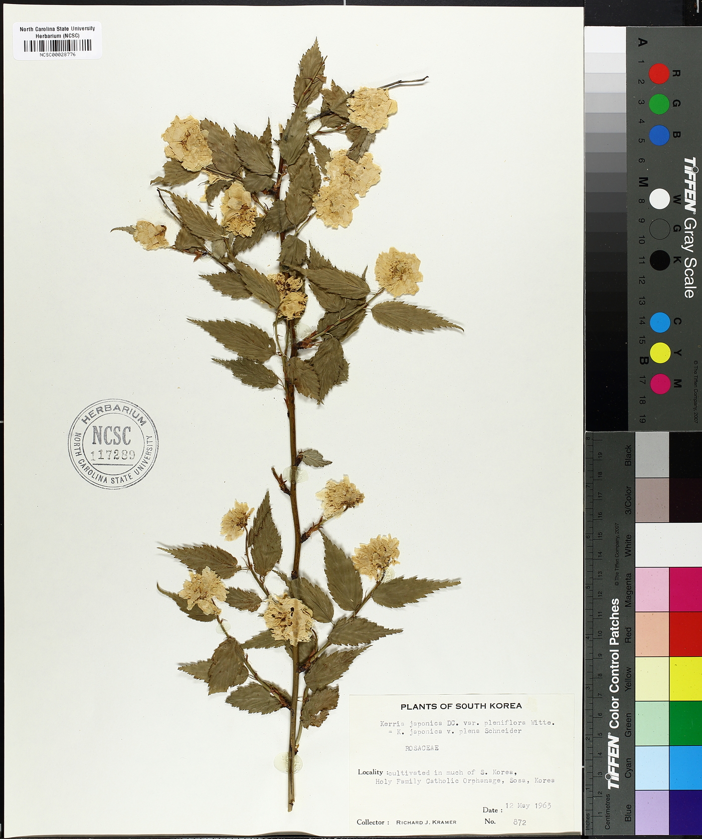 Kerria japonica var. pleniflora image