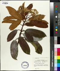 Photinia serrulata image