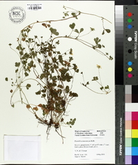 Potentilla neumanniana image