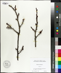 Prunus armeniaca image