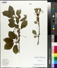 Prunus avium image