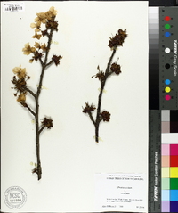 Prunus avium image