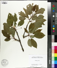 Prunus avium image