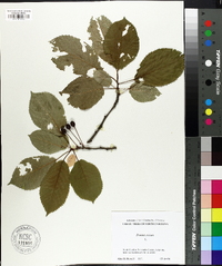 Prunus avium image