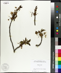 Prunus avium image