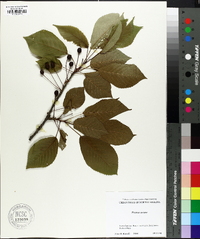 Prunus avium image