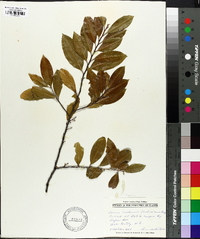 Prunus caroliniana image