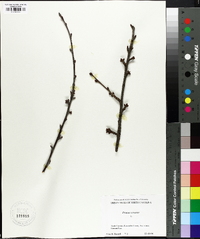 Prunus cerasus image