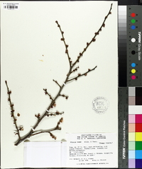 Prunus mume image