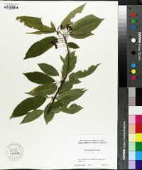 Prunus pensylvanica image