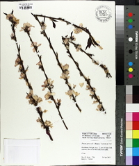 Prunus persica image