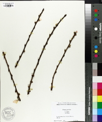 Prunus persica image