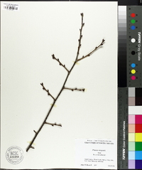 Prunus sargentii image