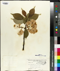 Prunus serrulata image