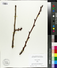 Prunus serrulata image