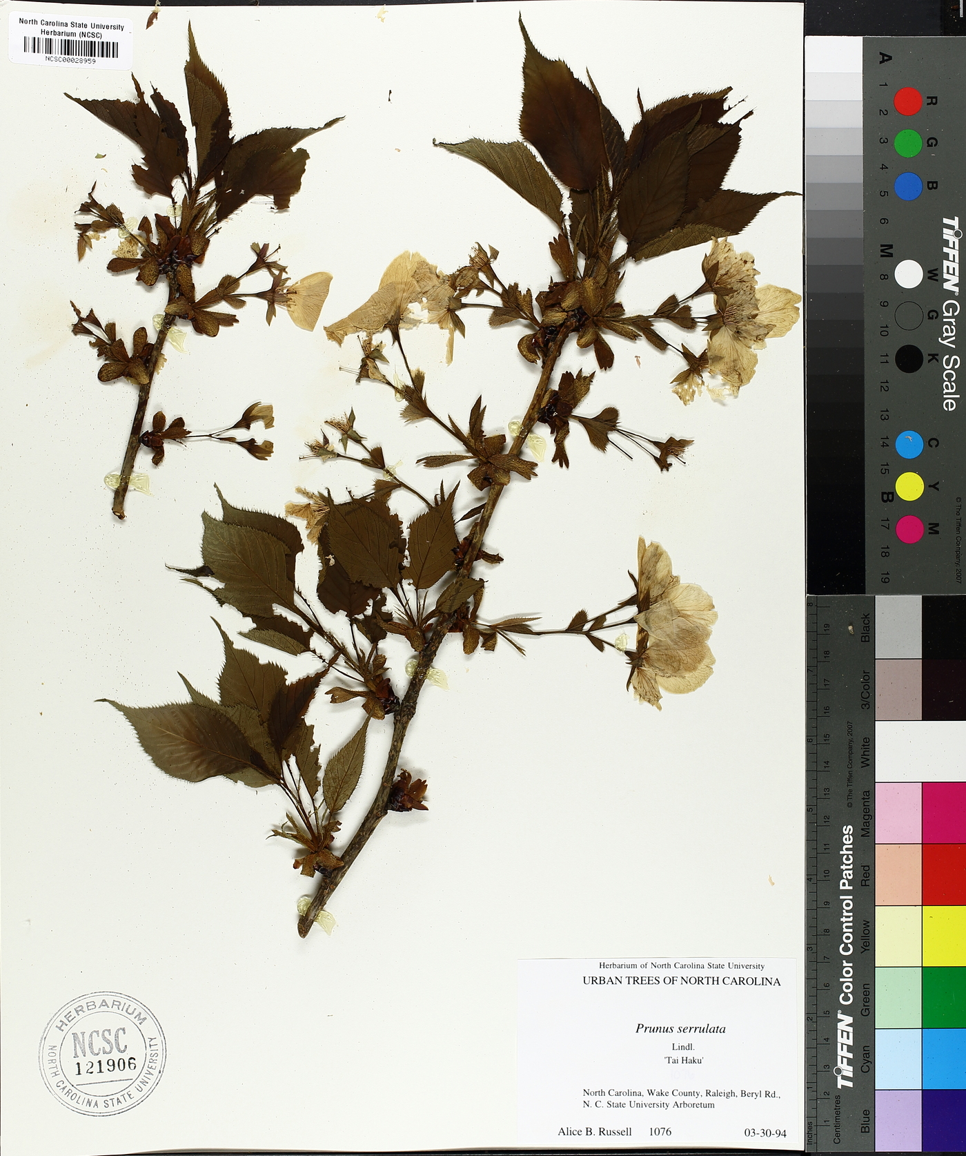 Prunus serrulata image