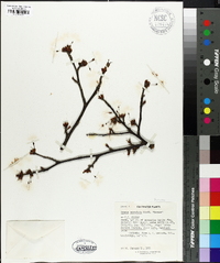 Prunus serrulata image