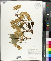 Prunus serrulata image