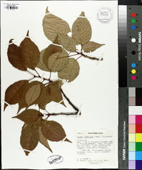 Prunus serrulata image