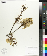 Prunus x yedoensis image