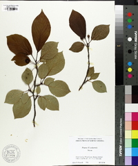 Prunus x yedoensis image