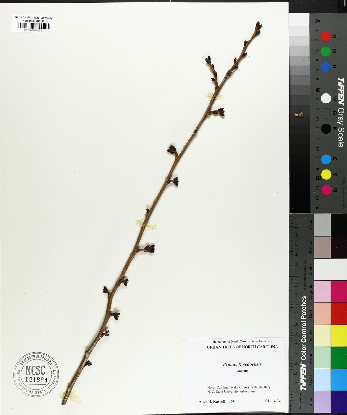 Prunus x yedoensis image