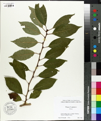 Prunus x yedoensis image