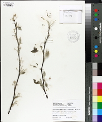 Pyrus betulifolia image