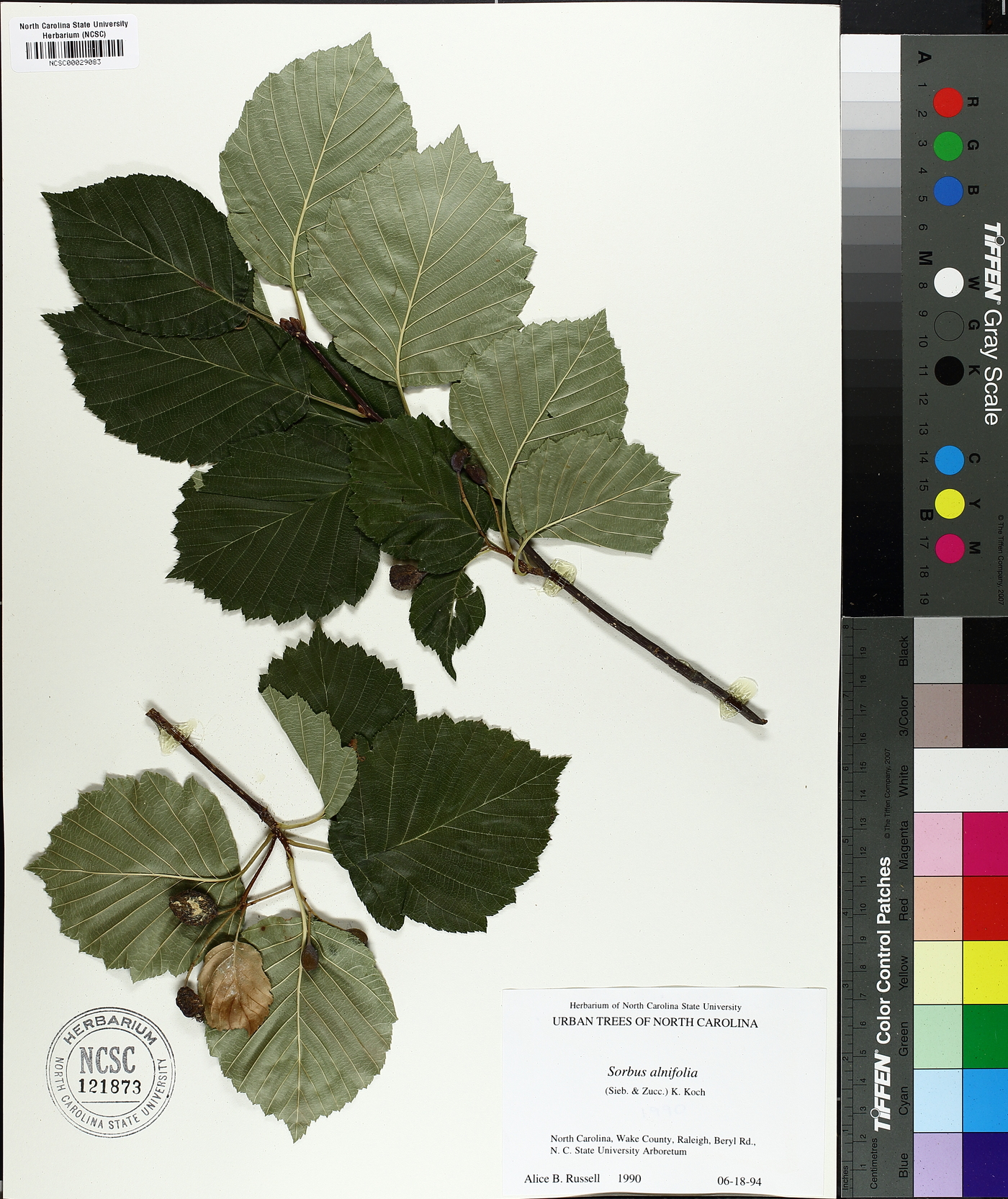 Sorbus alnifolia image