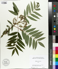 Sorbus americana image