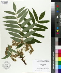 Sorbus americana image