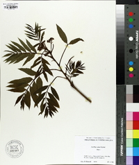 Sorbus americana image