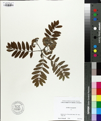 Sorbus aucuparia image