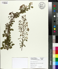 Spiraea betulifolia image