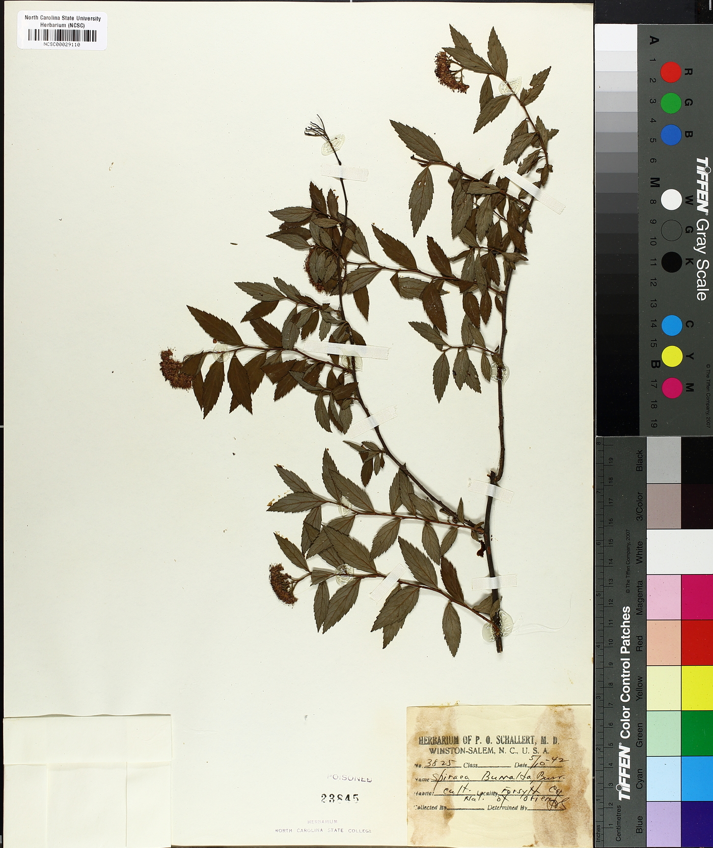 Spiraea x bumalda image