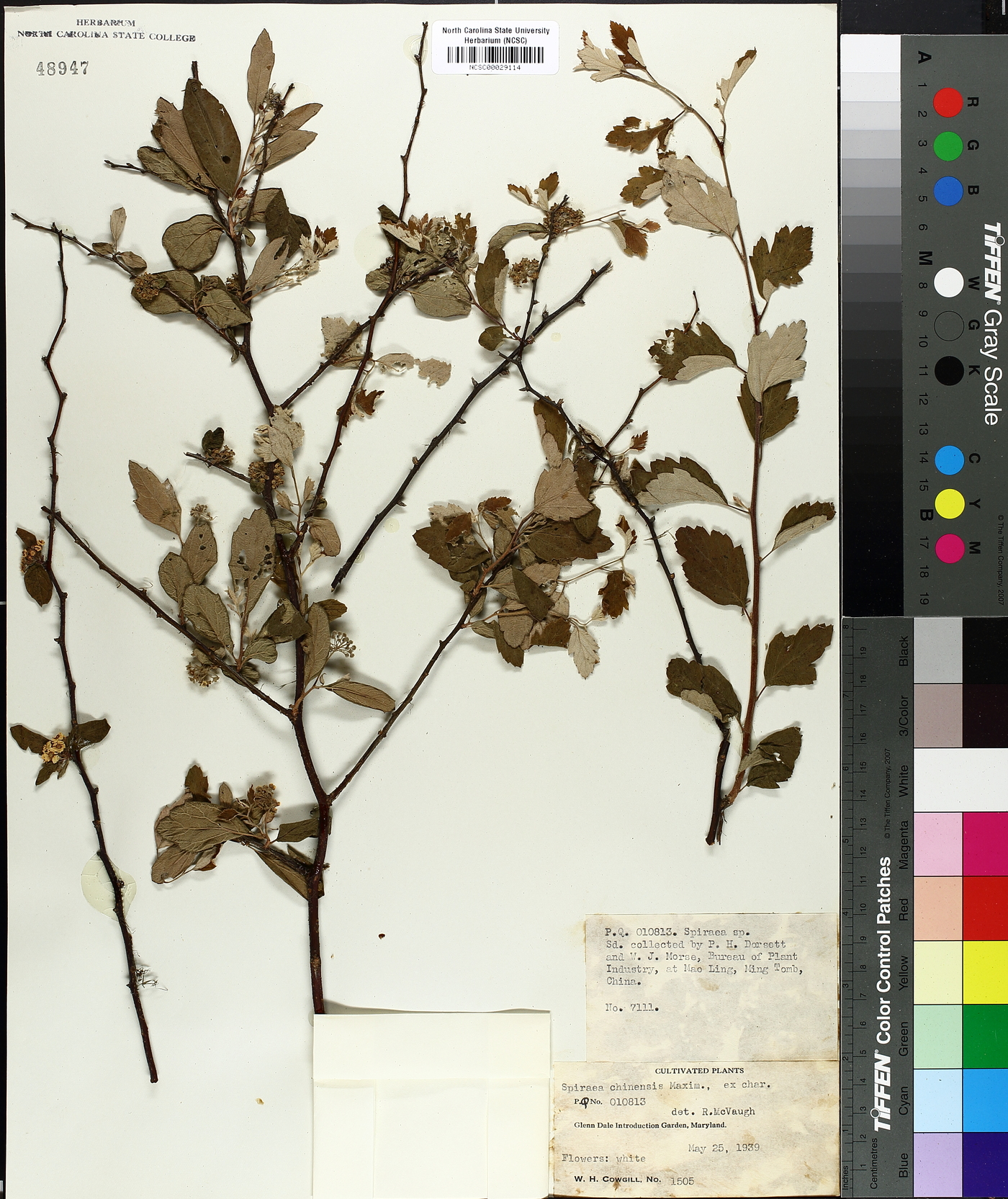 Spiraea nervosa image
