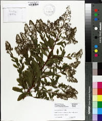 Spiraea latifolia image