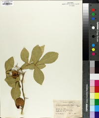 Citropsis schweinfurthii image